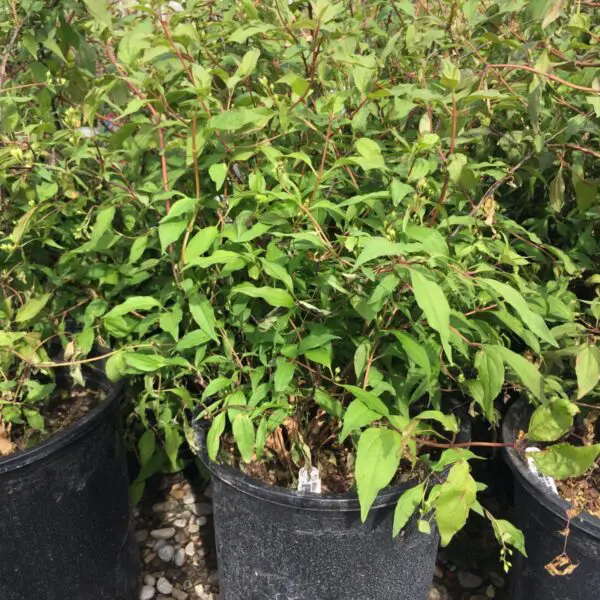 Blizzard Mock Orange - Trees & Shrubs - Image 3