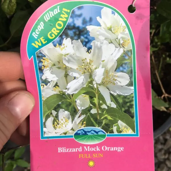 Blizzard Mock Orange - Trees & Shrubs - Image 4