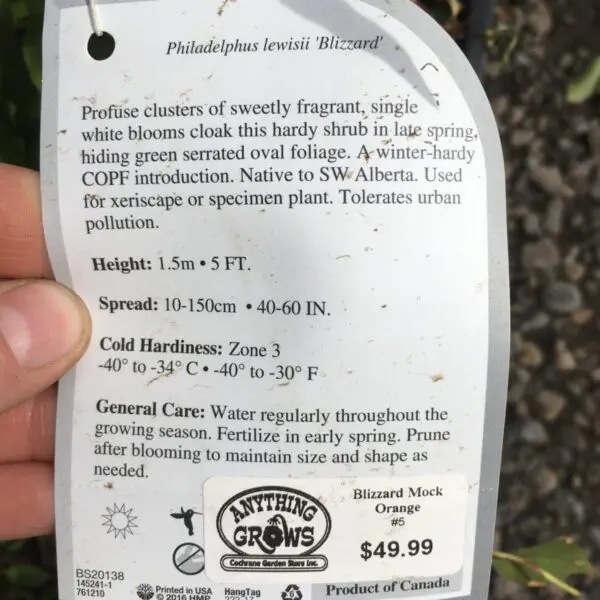 Blizzard Mock Orange - Trees & Shrubs - Image 2