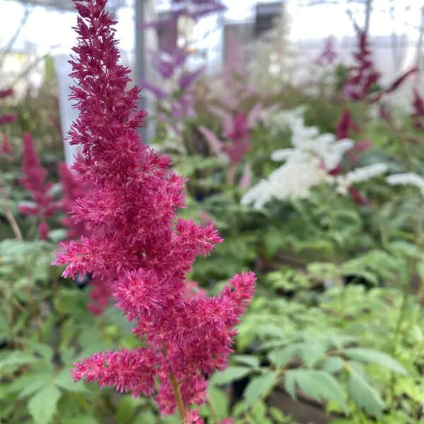 Astilbe - Perennials - Image 3