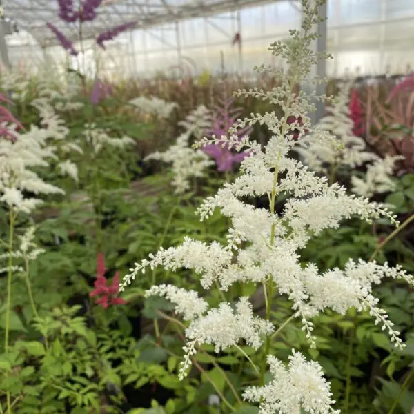 Astilbe - Perennials - Image 6
