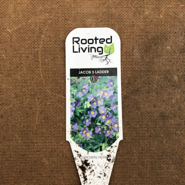 Jacob's Ladder - Perennials - Image 4