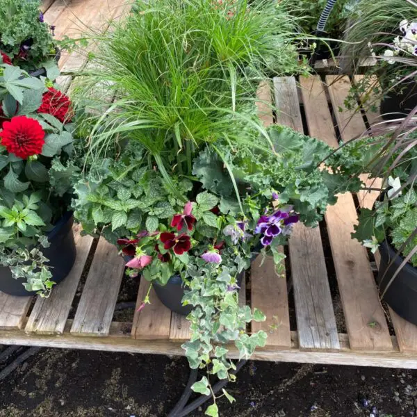 Assorted Fall Planters - Image 6