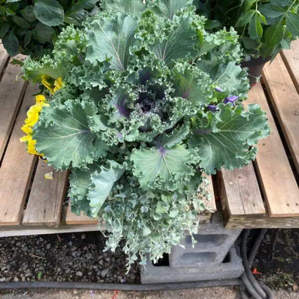 Assorted Fall Planters - Image 5