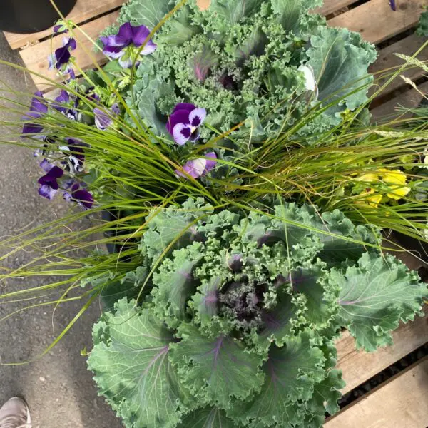 Assorted Fall Planters - Image 4