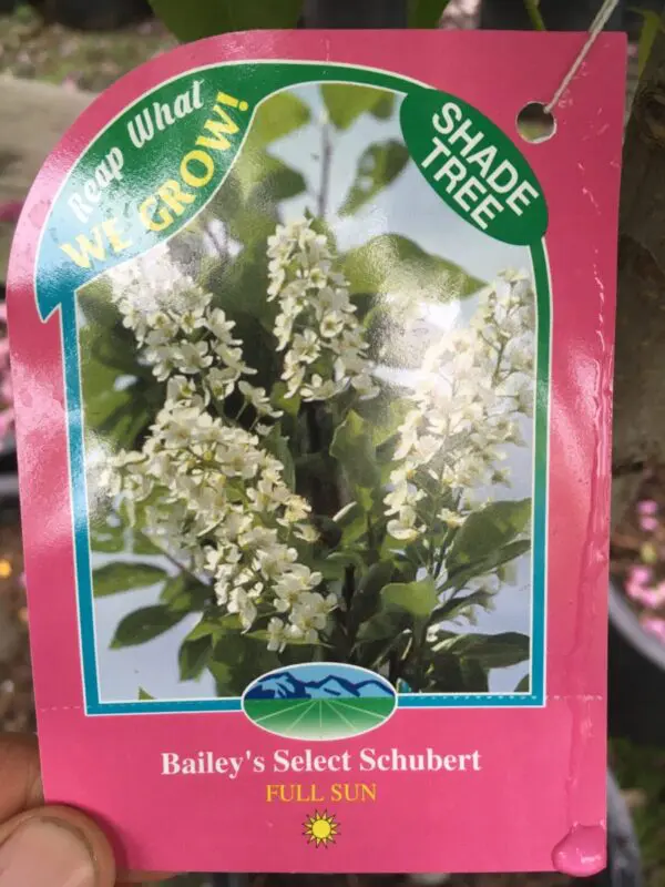 Bailey's Select Schubert Chokecherry  - Trees & Shrubs - Image 4
