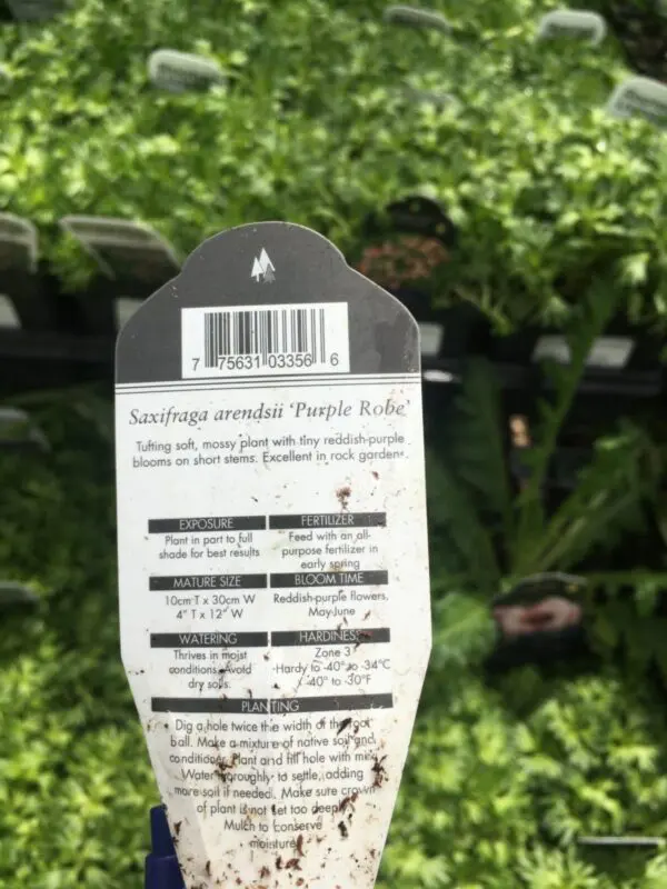 Purple Robe Rockfoil - Perennials - Image 2