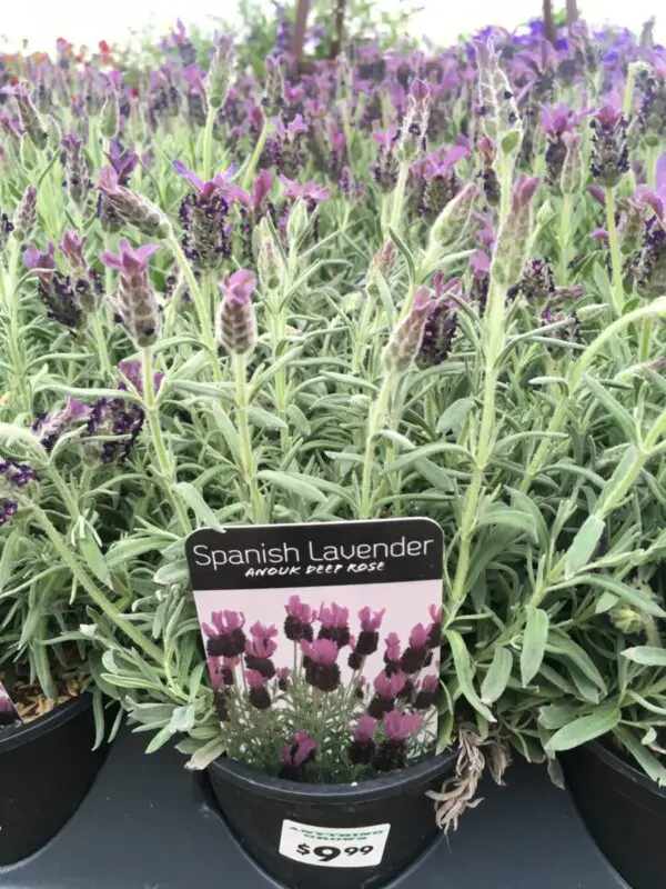 Spanish Lavender