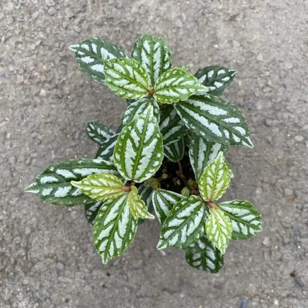 Aluminum Plant (Pilea 'Cadierei')