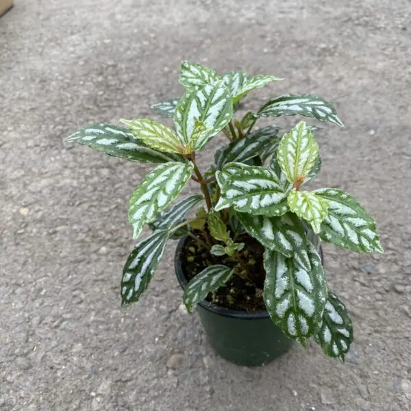 Aluminum Plant (Pilea 'Cadierei') - Image 2