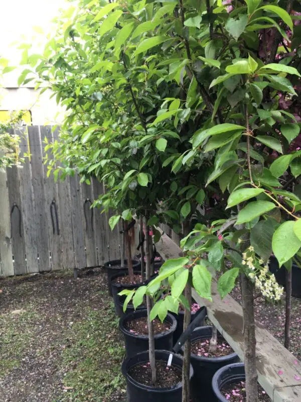Bailey's Select Schubert Chokecherry  - Trees & Shrubs - Image 3