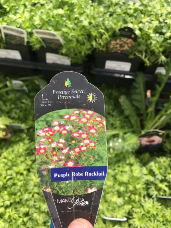 Purple Robe Rockfoil - Perennials - Image 3