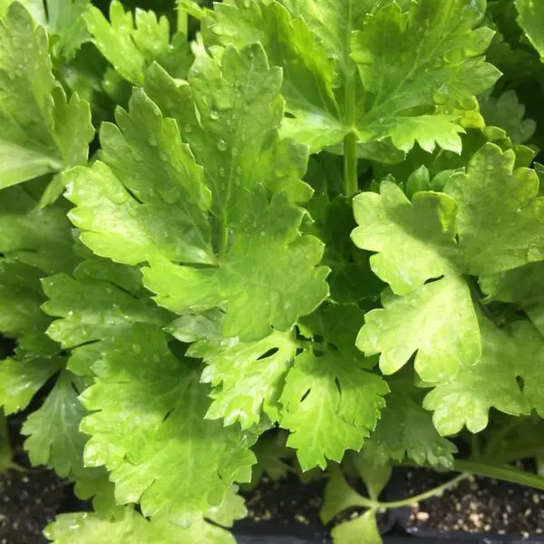 Celery - Veggie 6 Packs