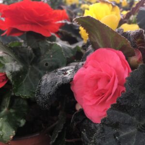 Non-Stop Begonias (Assorted Colours) – 4″ Flowering Annuals