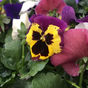 Pansy/Pansies - Annual Flowers (Bedding Packs)