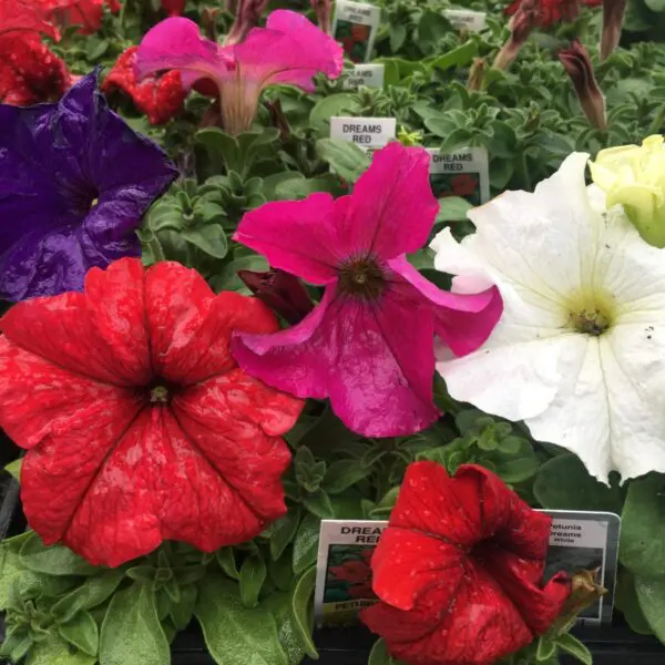 Petunias (Bedding Packs)