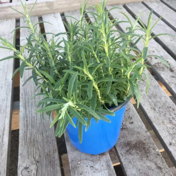 Rosemary (1 gallon) - Large Culinary Herbs