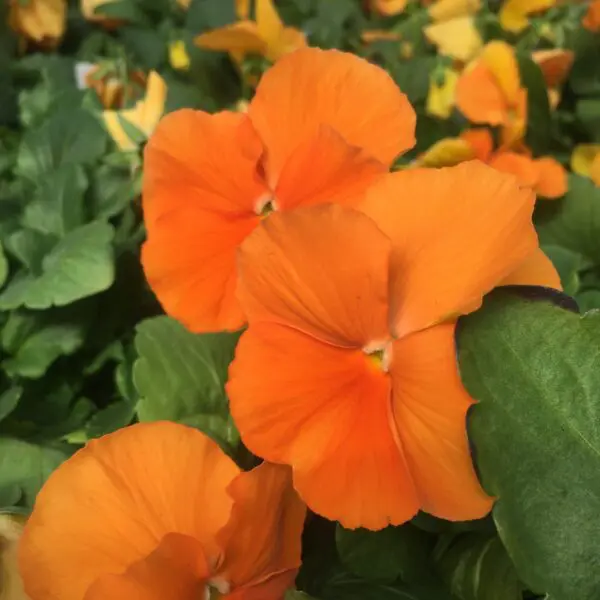 Pansy/Pansies (Bedding Packs) - Image 9