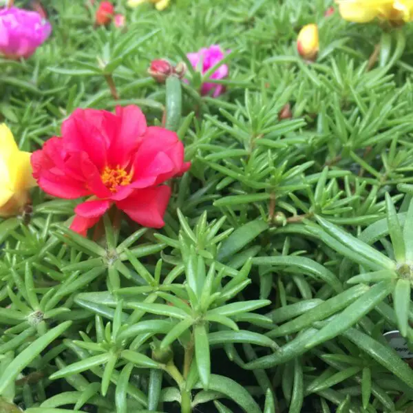 Portulaca Mix (Bedding Packs)