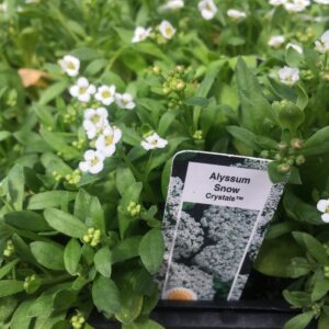 Alyssum – Annual Flowers (Bedding Packs)