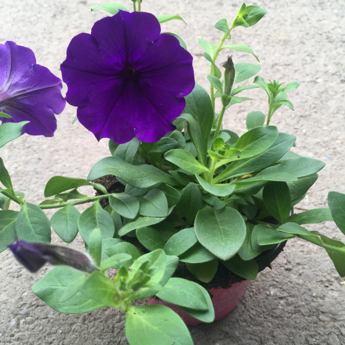 Wave Petunia – 4″ Flowering Annuals (Sun) › Anything Grows
