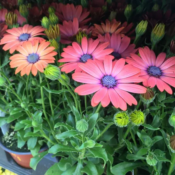 Osteospurmum (African Daisies) - Image 4