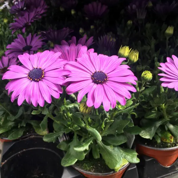 Osteospurmum (African Daisies) - Image 3