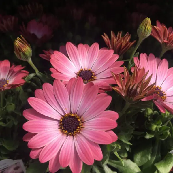 Osteospurmum (African Daisies) - Image 2