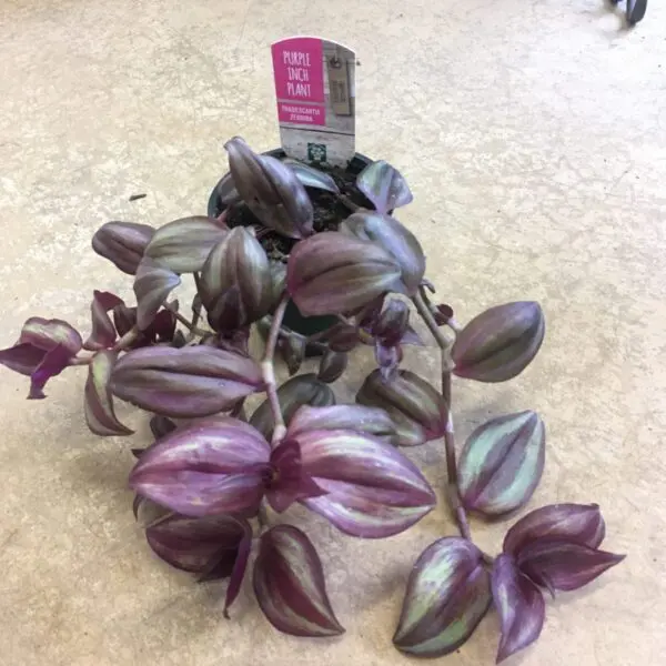 Tradescantia Zebrina