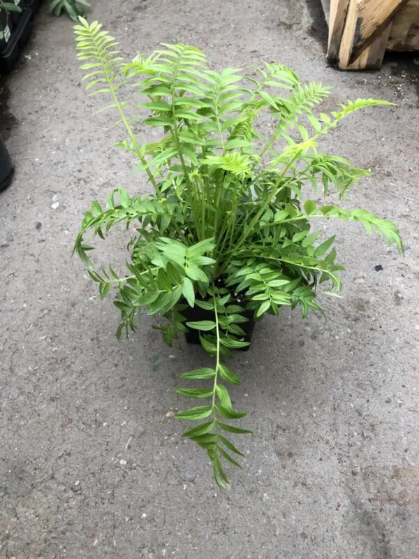 Jacob's Ladder - Perennials - Image 6