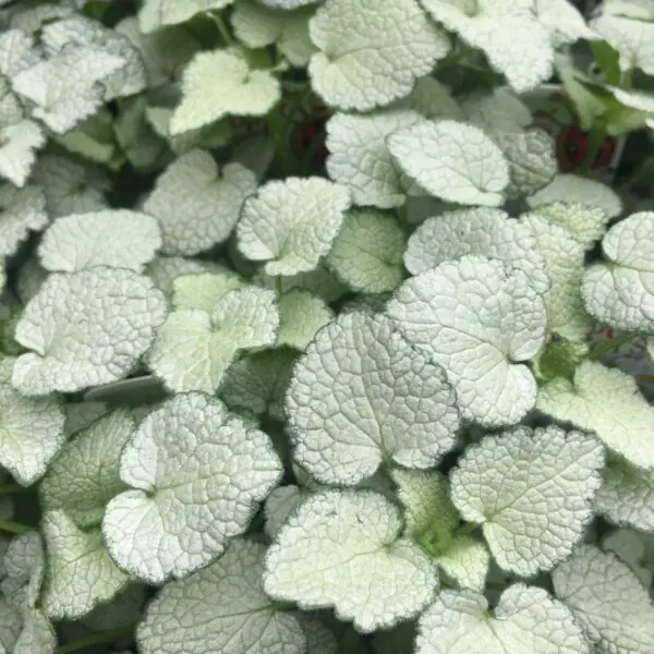 Creeping Lamium (Nettle) - Perennials (Sun or Shade)