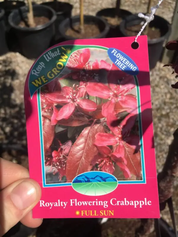 Thunderchild Crabapple Trees - Trees & Shrubs - Image 2