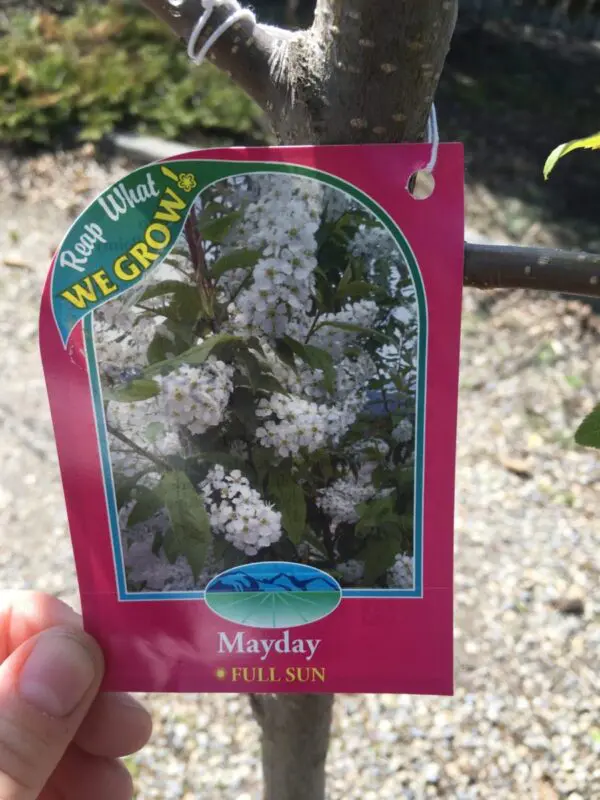 Advance Mayday Tree - Trees & Shrubs - Image 2