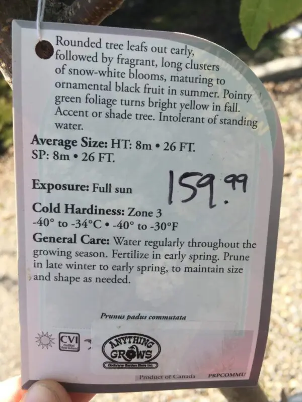 Advance Mayday Tree - Trees & Shrubs - Image 3