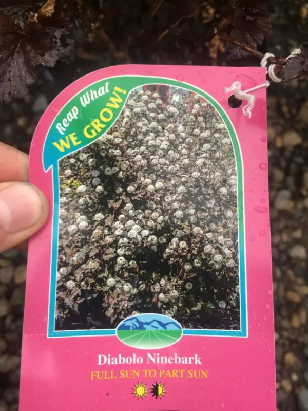 Diabolo Ninebark - Trees & Shrubs - Image 4