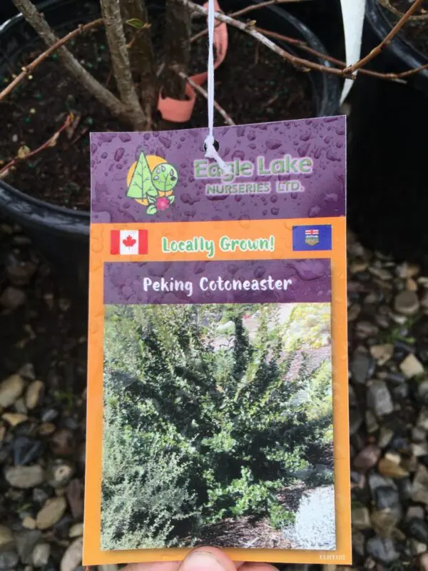 Cotoneaster - Trees & Shrubs - Image 4