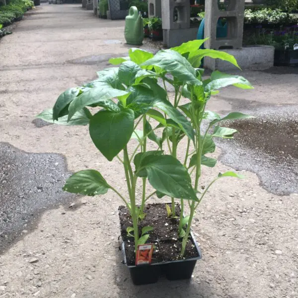 Pepper Plants (Assorted Varieties) - Veggie 6 Packs