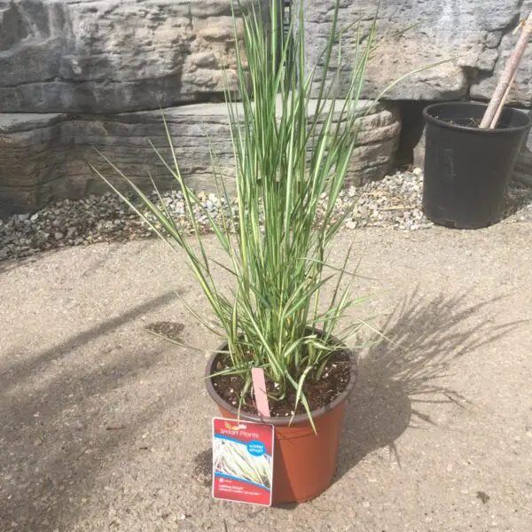 Lightning Strike Grass - Perennials (Sun)