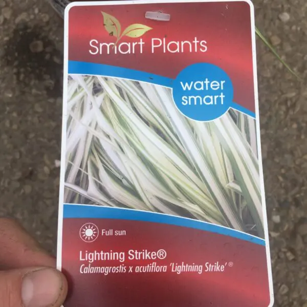 Lightning Strike Grass - Perennials (Sun) - Image 2