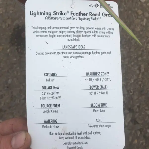 Lightning Strike Grass - Perennials (Sun) - Image 3