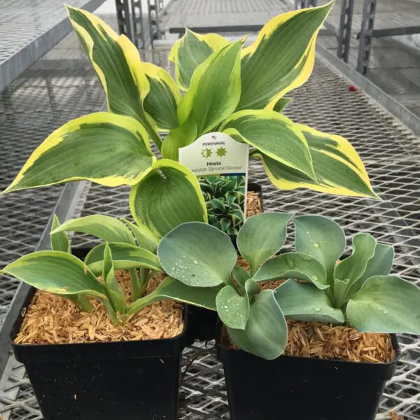 Hosta (Assorted) - Perennials (Shade) - Image 10
