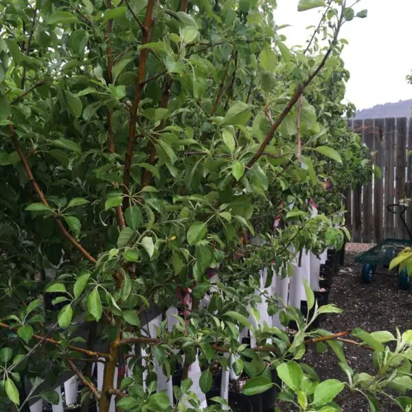 Honeycrisp Apple - Trees & Shrubs - Image 2