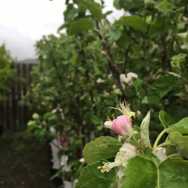 Battleford Apple - Trees & Shrubs (Sun) - Image 3