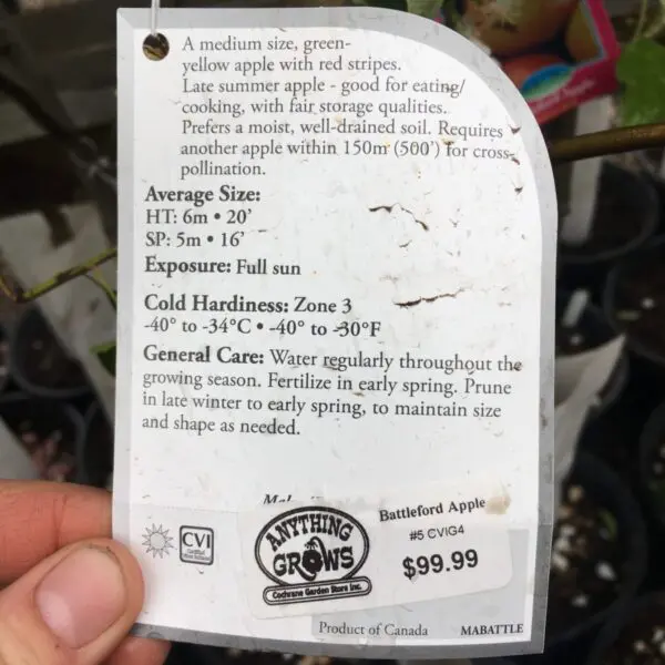 Battleford Apple - Trees & Shrubs (Sun) - Image 2