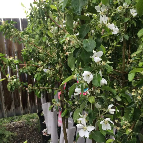 Heyer #12 Apple - Trees & Shrubs - Image 3