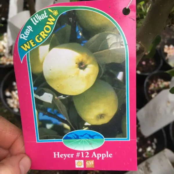 Heyer #12 Apple - Trees & Shrubs