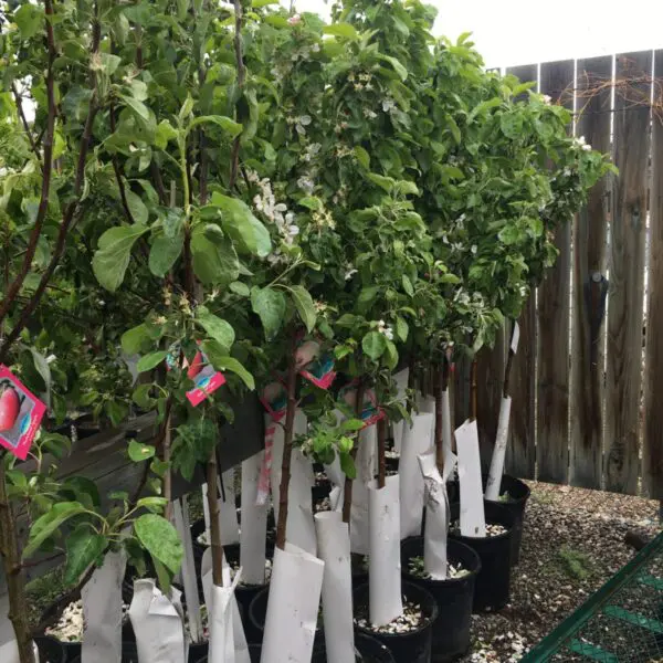 Parkland Apple - Trees & Shrubs - Image 2