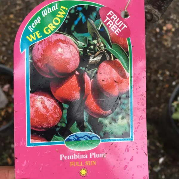 Pembina Plum - Trees & Shrubs