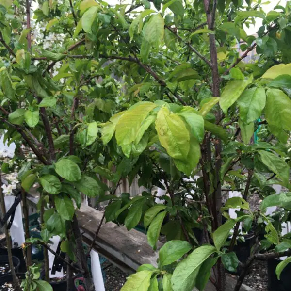 Pembina Plum - Trees & Shrubs - Image 2