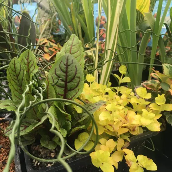 Aquatic Bowl Arrangements (Assorted) - Pond & Water Plants - Image 2